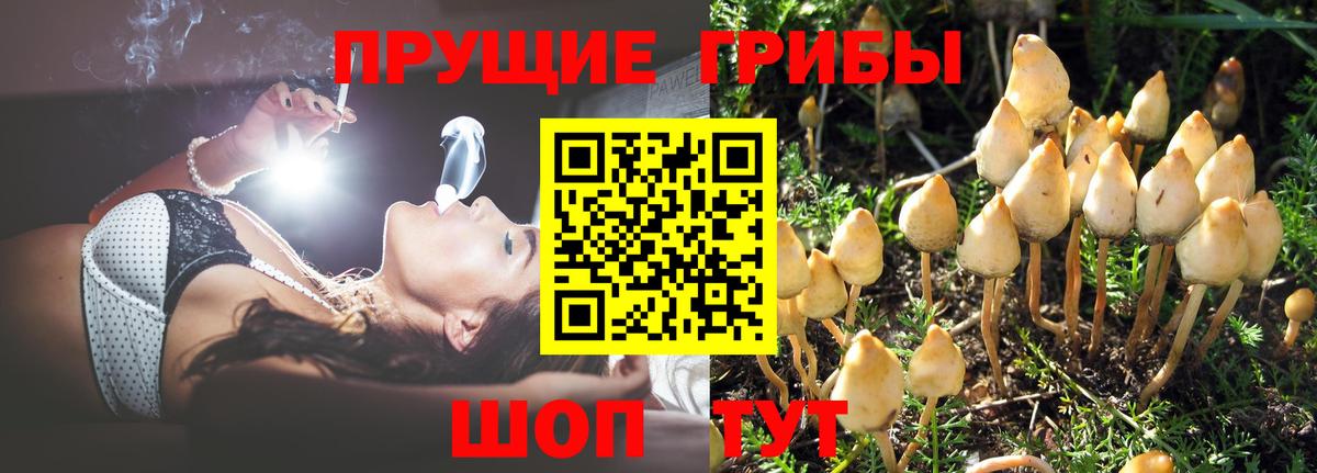 Галлюциногенные грибы Psilocybe Ступино